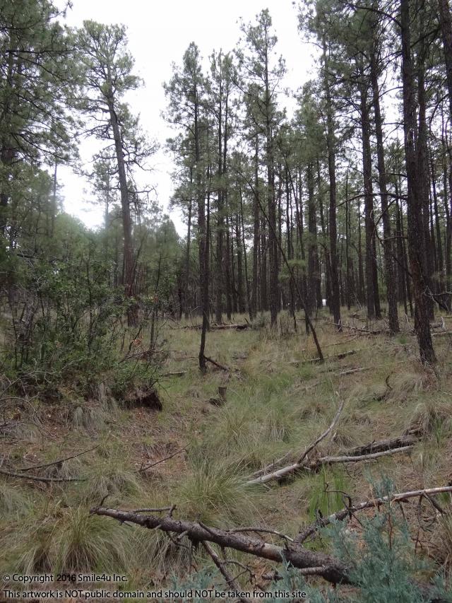 Cheap camping lots in Timberon NM